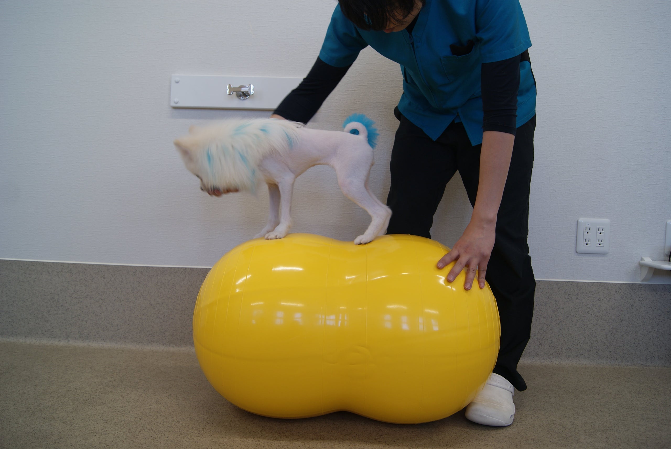 ピーナッツボール 大 – 動物理学リハビリ国際協会 APRIA