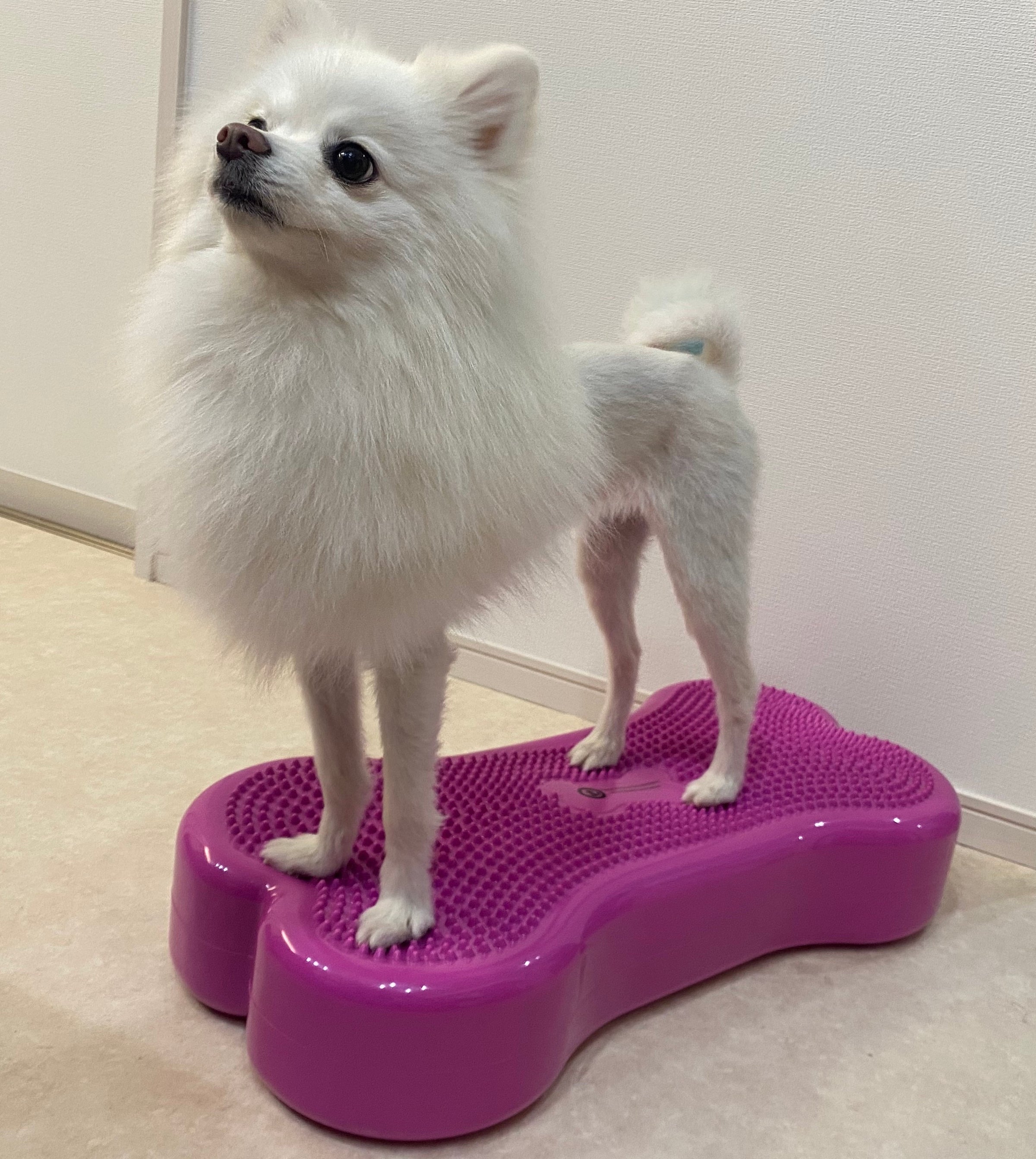 バランスボーン(2本セット) – 動物理学リハビリ国際協会 APRIA バランスボーン(2本セット) – 動物理学リハビリ国際協会 APRIA